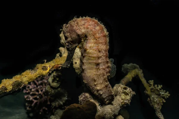 Hippocampus Havshäst Röda Havet Färgglada Och Vackra Eilat Israel — Stockfoto