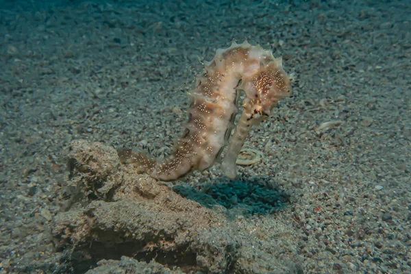 Ippocampo Cavalluccio Marino Nel Mar Rosso Colorato Bello Eilat Israele — Foto Stock