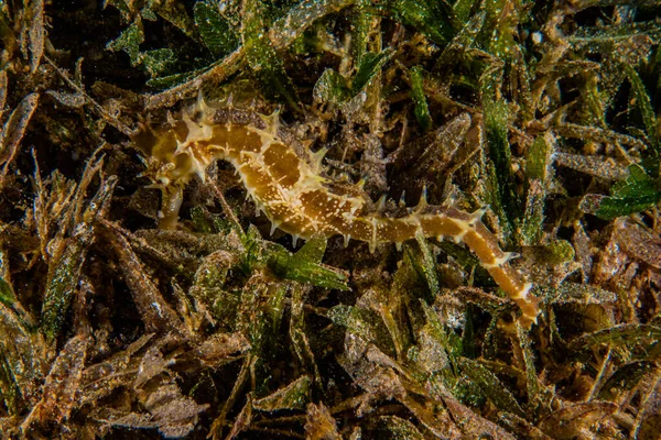 Hippocampus Cavalo Marinho Mar Vermelho Colorido Bonito Eilat Israel — Fotografia de Stock