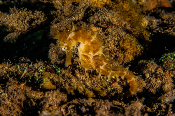 Hippocampus Mořský Koník Rudém Moři Barevný Krásný Eilat Israel — Stock fotografie