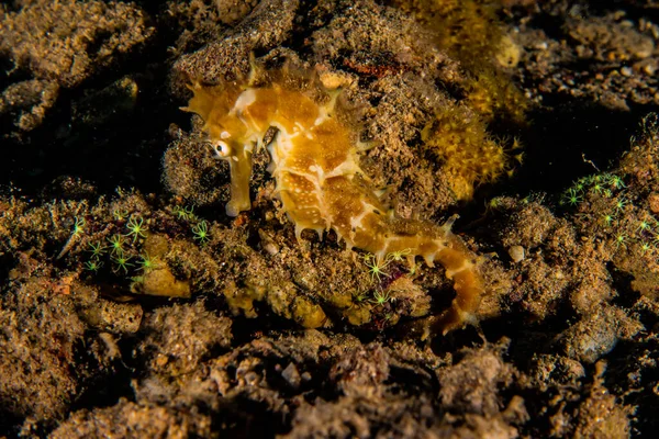 Ippocampo Cavalluccio Marino Nel Mar Rosso Colorato Bello Eilat Israele — Foto Stock