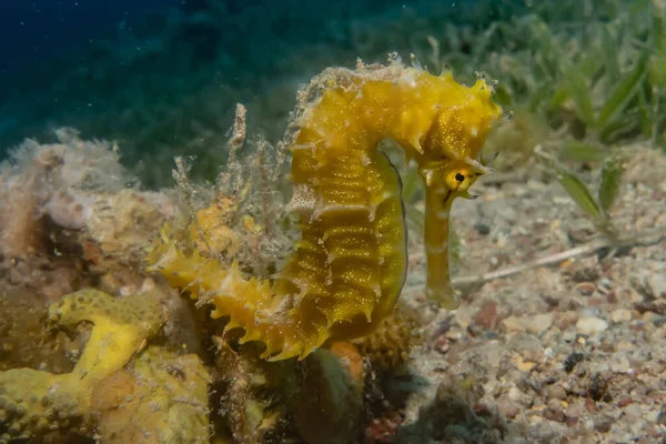 Hippocampus Sea Horse Red Sea Colorful Beautiful Eilat Israel — Stock Photo, Image
