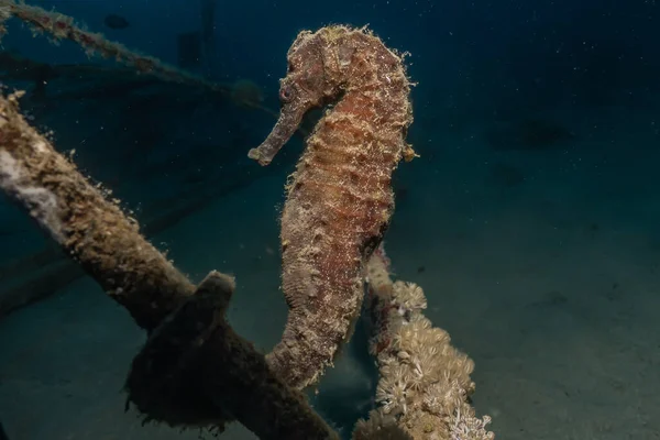 Hippocampus Sea horse in the Red Sea Colorful and beautiful, Eilat Israel