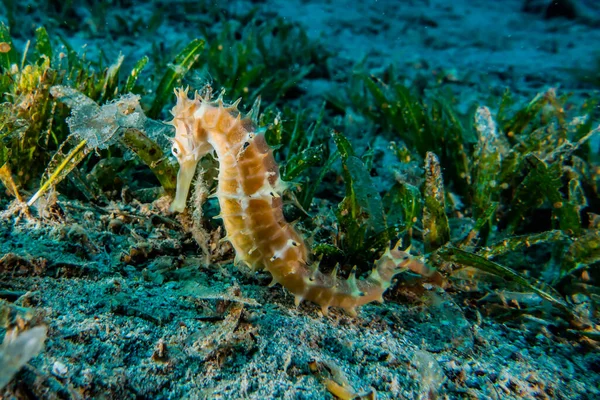 Hippocampus Sea horse in the Red Sea Colorful and beautiful, Eilat Israel