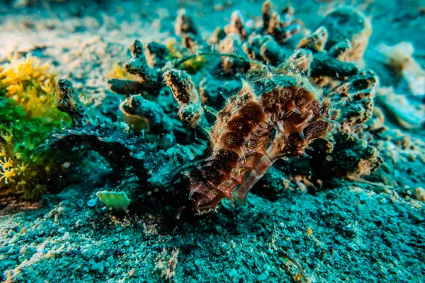 Hippocampus Seepferdchen Roten Meer Bunt Und Schön Eilat Israel — Stockfoto