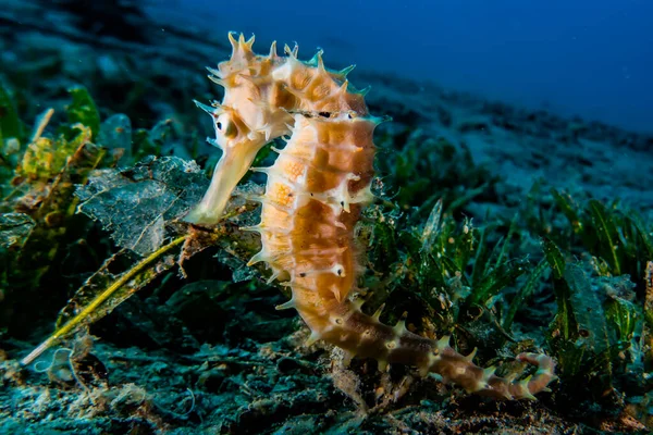 Hippocampus Cavalo Marinho Mar Vermelho Colorido Bonito Eilat Israel — Fotografia de Stock