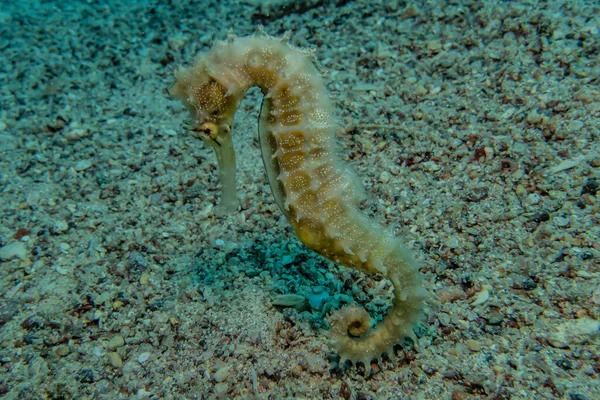 Hippocampus Mořský Koník Rudém Moři Barevný Krásný Eilat Israel — Stock fotografie