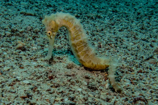 Hippocampus Cavalo Marinho Mar Vermelho Colorido Bonito Eilat Israel — Fotografia de Stock