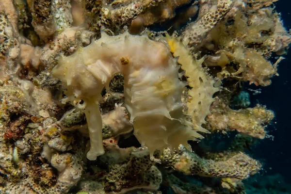 紅海の海馬の海の馬カラフルで美しい エイラートイスラエル — ストック写真