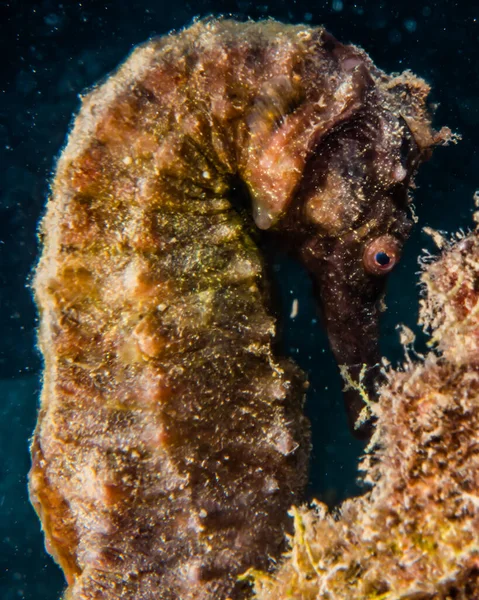 Hippocampus Havshäst Röda Havet Färgglada Och Vackra Eilat Israel — Stockfoto