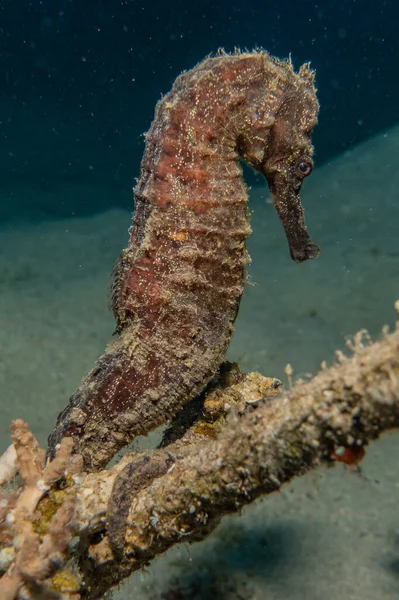 Морський Коник Гіппокампу Червоному Морі Барвистий Красивий Ейлат Ізраїль — стокове фото