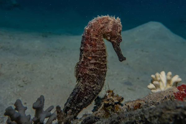 Hippocampus Havshäst Röda Havet Färgglada Och Vackra Eilat Israel — Stockfoto