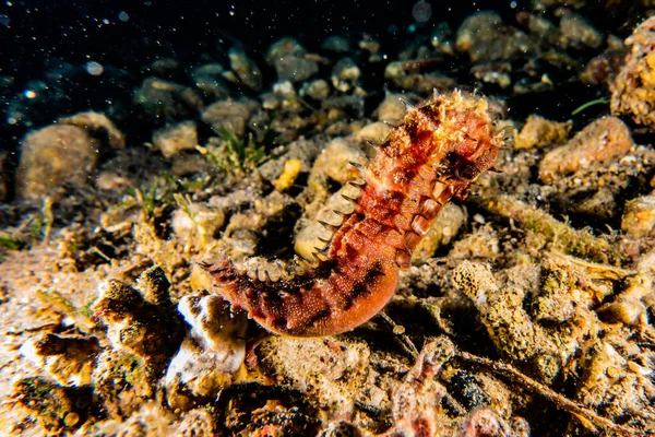 Hippocampus Cavalo Marinho Mar Vermelho Colorido Bonito Eilat Israel — Fotografia de Stock