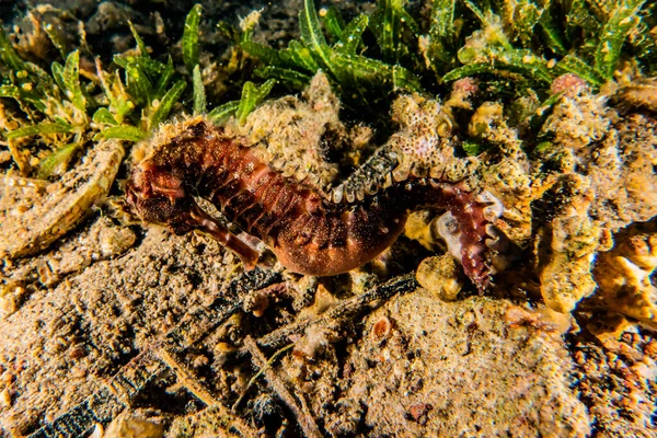 Hippocampus Sea Horse Red Sea Colorful Beautiful Eilat Israel — Stock Photo, Image