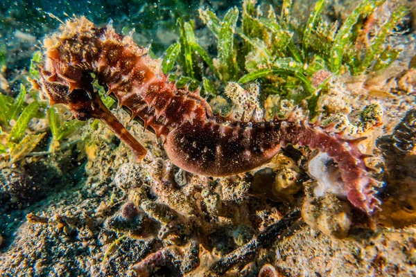 Ippocampo Cavalluccio Marino Nel Mar Rosso Colorato Bello Eilat Israele — Foto Stock