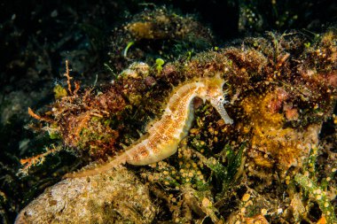 Kızıl Deniz 'de hipokampüs atı Renkli ve güzel