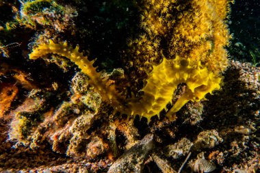 Kızıl Deniz 'de hipokampüs atı Renkli ve güzel