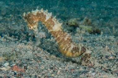 Kızıl Deniz 'de hipokampüs atı Renkli ve güzel