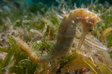 Kızıl Deniz 'de hipokampüs atı Renkli ve güzel