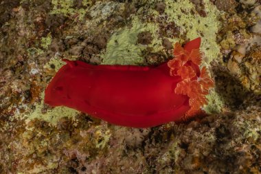 Kızıl Deniz 'de deniz salyangozu. Renkli ve güzel. 