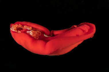 Kızıl Deniz 'de deniz salyangozu. Renkli ve güzel. 