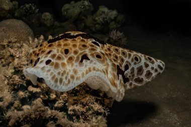 Kızıl Deniz 'de deniz salyangozu. Renkli ve güzel. 