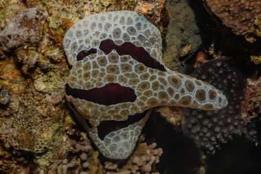 Kızıl Deniz 'de deniz salyangozu. Renkli ve güzel. 