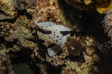 Kızıl Deniz 'de deniz salyangozu. Renkli ve güzel. 