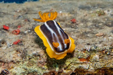 Kızıl Deniz 'de deniz salyangozu. Renkli ve güzel. 