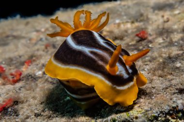 Kızıl Deniz 'deki deniz sümüklüböceği Renkli ve güzel, Eilat Israel