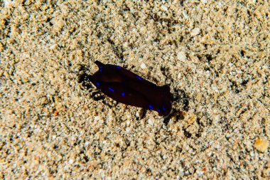 Kızıl Deniz 'deki deniz sümüklüböceği Renkli ve güzel, Eilat Israel