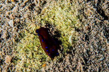 Kızıl Deniz 'deki deniz sümüklüböceği Renkli ve güzel, Eilat Israel