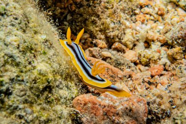 Kızıl Deniz 'deki deniz sümüklüböceği Renkli ve güzel, Eilat Israel