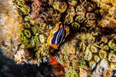 Kızıl Deniz 'deki deniz sümüklüböceği Renkli ve güzel, Eilat Israel