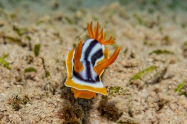 Kızıl Deniz 'deki deniz sümüklüböceği Renkli ve güzel, Eilat Israel