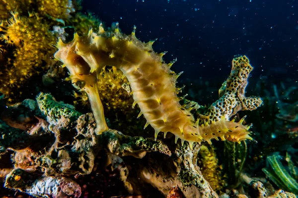 Hippocampe Cheval Mer Dans Mer Rouge Coloré Beau Eilat Israël — Photo