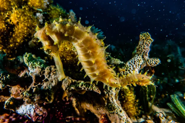 Hippocampe Cheval Mer Dans Mer Rouge Coloré Beau Eilat Israël — Photo
