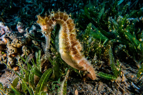 Hippocampus Cavalo Marinho Mar Vermelho Colorido Bonito Eilat Israel — Fotografia de Stock