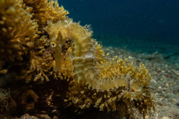 Hippocampe Cheval Mer Dans Mer Rouge Coloré Beau — Photo