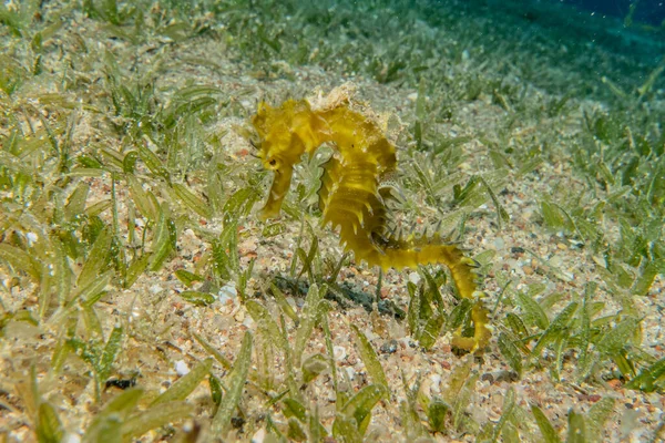 Hippocampus Tengeri Vörös Tengeren Színes Gyönyörű — Stock Fotó