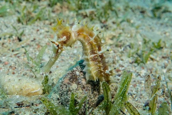 Ippocampo Cavalluccio Marino Nel Mar Rosso Colorato Bello — Foto Stock