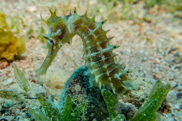 Hippocampus Seepferdchen Roten Meer Bunt Und Schön — Stockfoto