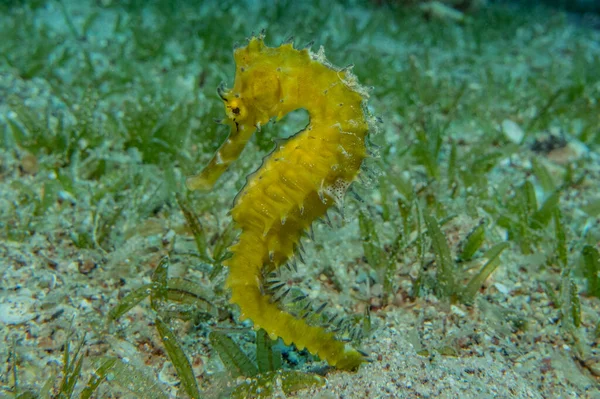 Hippocampus Havshäst Röda Havet Färgglada Och Vackra — Stockfoto