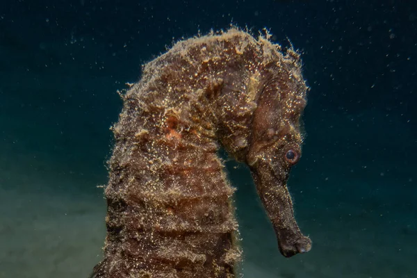 Hippocampus Cavalo Marinho Mar Vermelho Colorido Bonito — Fotografia de Stock