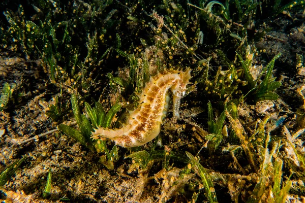 Hippocampus Cavalo Marinho Mar Vermelho Colorido Bonito — Fotografia de Stock