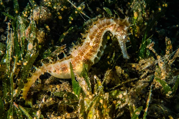 紅海の海馬の海の馬カラフルで美しい — ストック写真