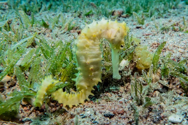 Hippocampus Sea Horse Red Sea Colorful Beautiful — Stock Photo, Image