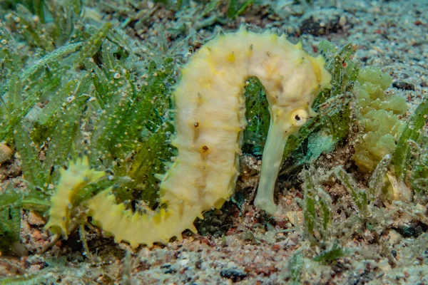 Hippocampus Tengeri Vörös Tengeren Színes Gyönyörű — Stock Fotó