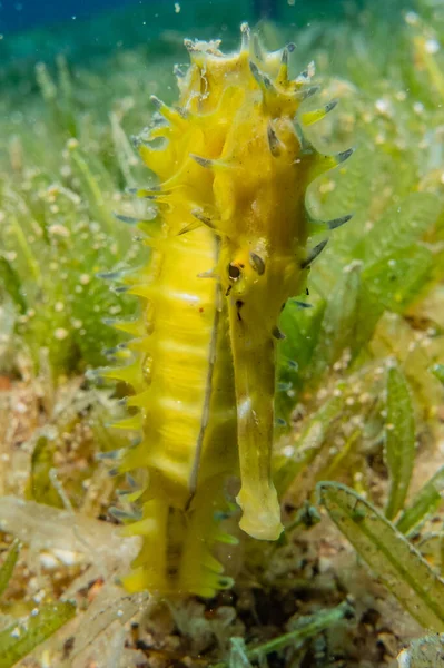 Hippocampus Cal Mare Marea Roșie Colorat Frumos — Fotografie, imagine de stoc