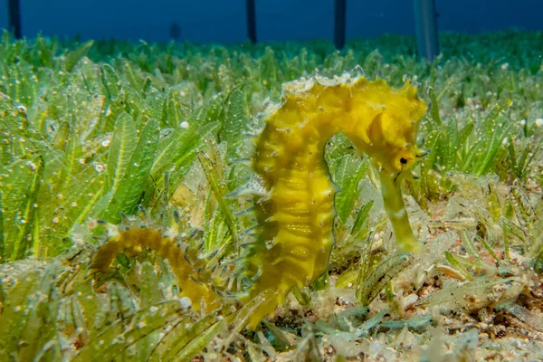 Hippocampus Sea Horse Red Sea Colorful Beautiful — Stock Photo, Image